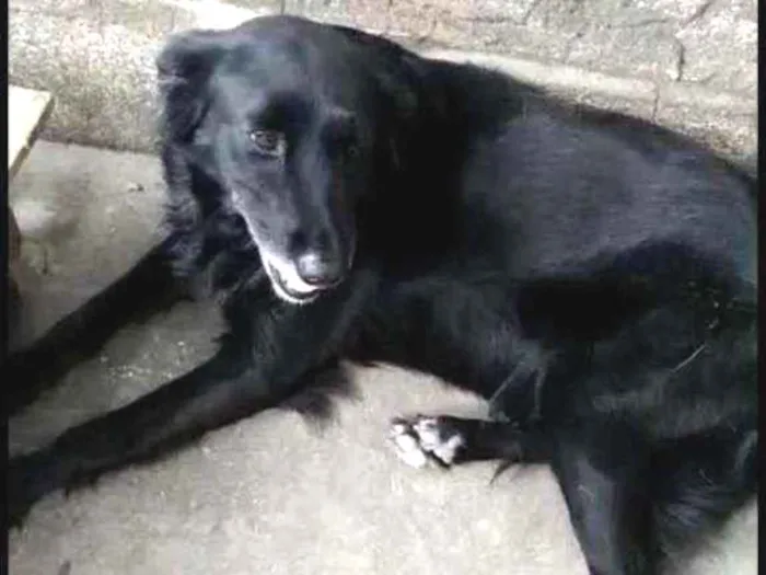 Cachorro ra a SRD idade 1 ano nome Pretinha