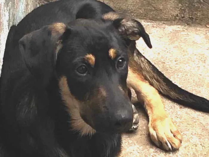 Cachorro ra a vira lata idade 2 a 6 meses nome star