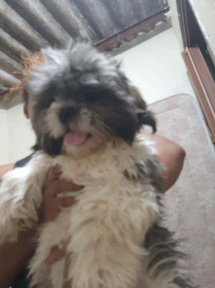 Cachorro ra a Lhasa idade 7 a 11 meses nome Jôckey 