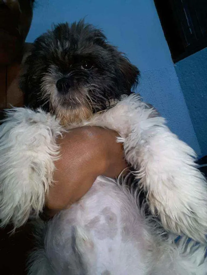 Cachorro ra a Lhasa idade 7 a 11 meses nome Jôckey 