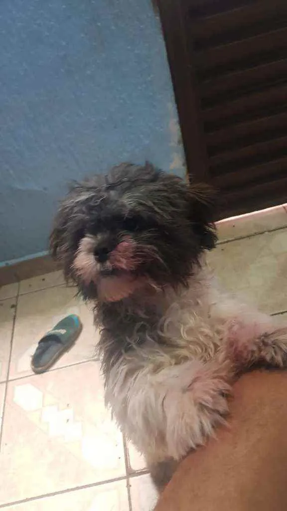 Cachorro ra a Lhasa idade 7 a 11 meses nome Jôckey 