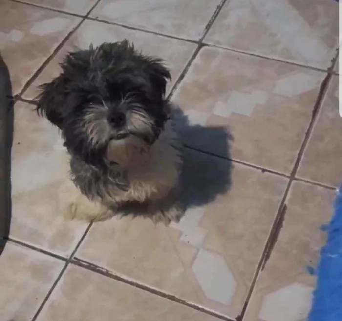 Cachorro ra a Lhasa idade 7 a 11 meses nome Jôckey 
