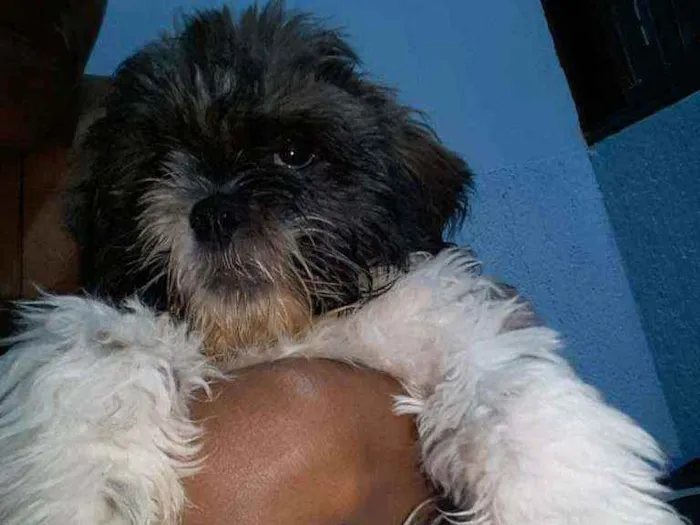 Cachorro ra a Lhasa idade 7 a 11 meses nome Jôckey 