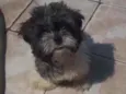 Jôckey 