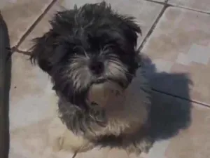 Cachorro raça Lhasa idade 7 a 11 meses nome Jôckey 
