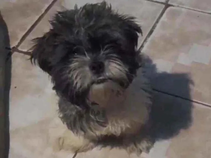 Cachorro ra a Lhasa idade 7 a 11 meses nome Jôckey 
