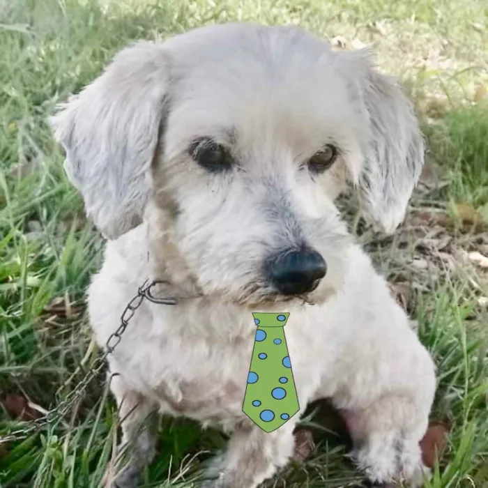 Cachorro ra a Mestiço  idade 7 a 11 meses nome Bob 