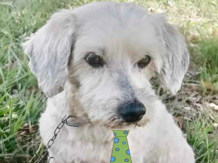 Cachorro ra a Mestiço  idade 7 a 11 meses nome Bob 