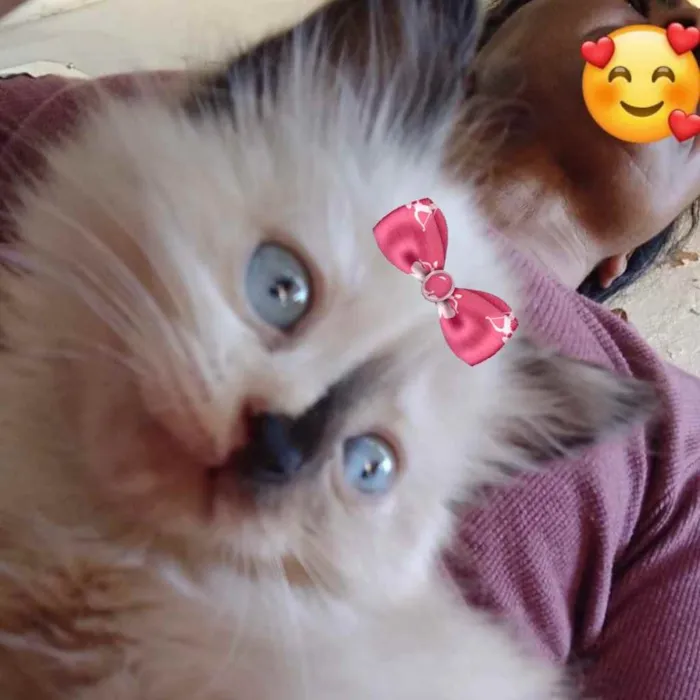 Gato ra a Mestiça  idade 2 a 6 meses nome Cristal 