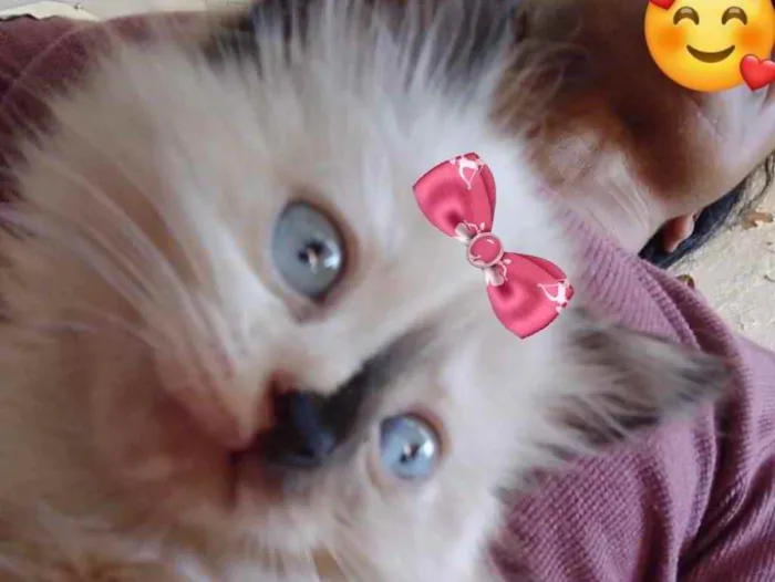 Gato ra a Mestiça  idade 2 a 6 meses nome Cristal 