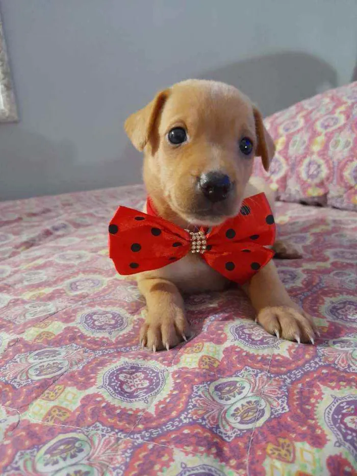 Cachorro ra a SRD idade 2 a 6 meses nome LION