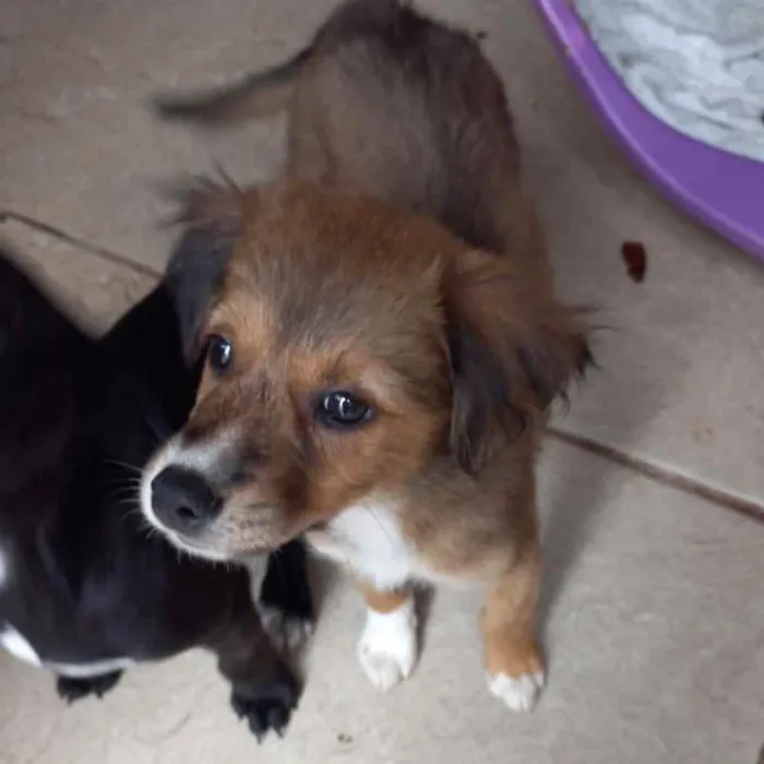 Cachorro ra a  idade 2 a 6 meses nome Não sei 