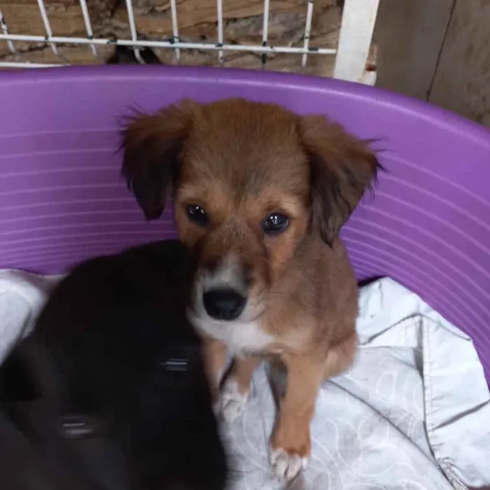 Cachorro ra a  idade 2 a 6 meses nome Não sei 