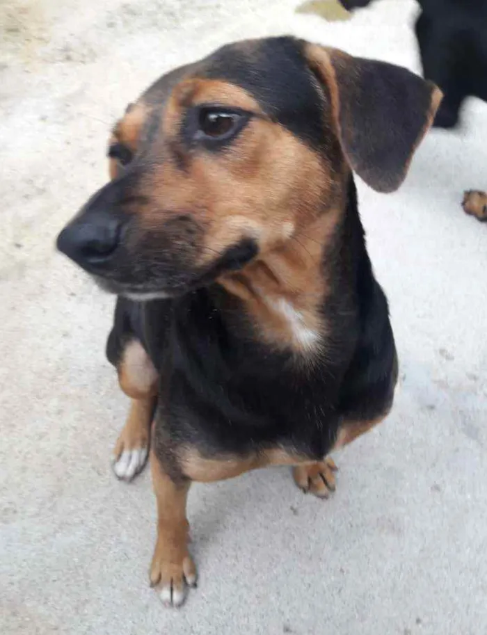 Cachorro ra a Srd  idade  nome Laila e luna