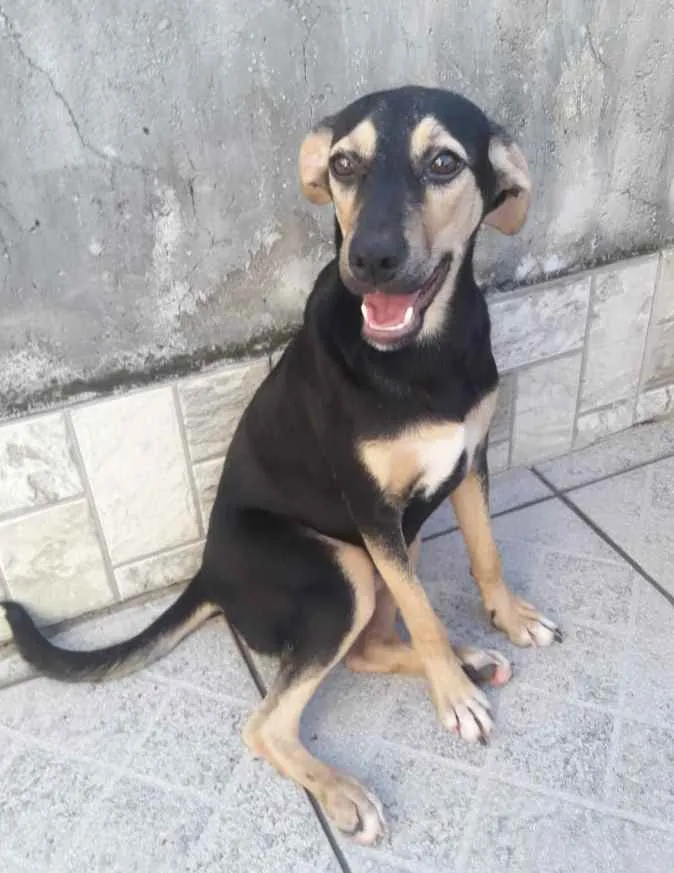 Cachorro ra a Srd  idade  nome Laila e luna