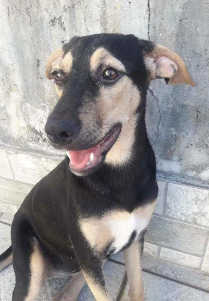 Cachorro ra a Srd  idade  nome Laila e luna
