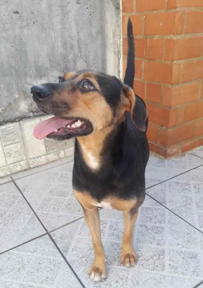 Cachorro ra a Srd  idade  nome Laila e luna