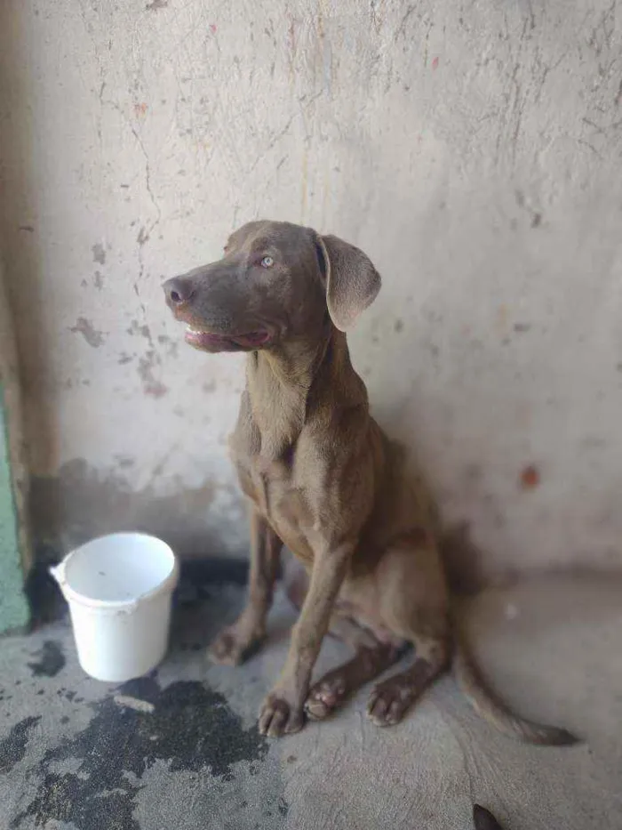 Cachorro raça Weimaraner idade 1 ano nome Fantasma