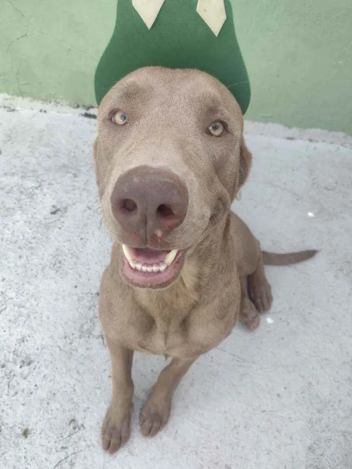 Cachorro raça Weimaraner idade 1 ano nome Fantasma