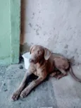 Cachorro raça Weimaraner idade 1 ano nome Fantasma