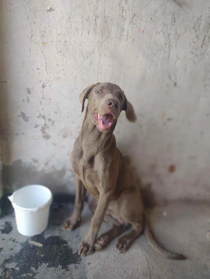 Cachorro raça Weimaraner idade 1 ano nome Fantasma