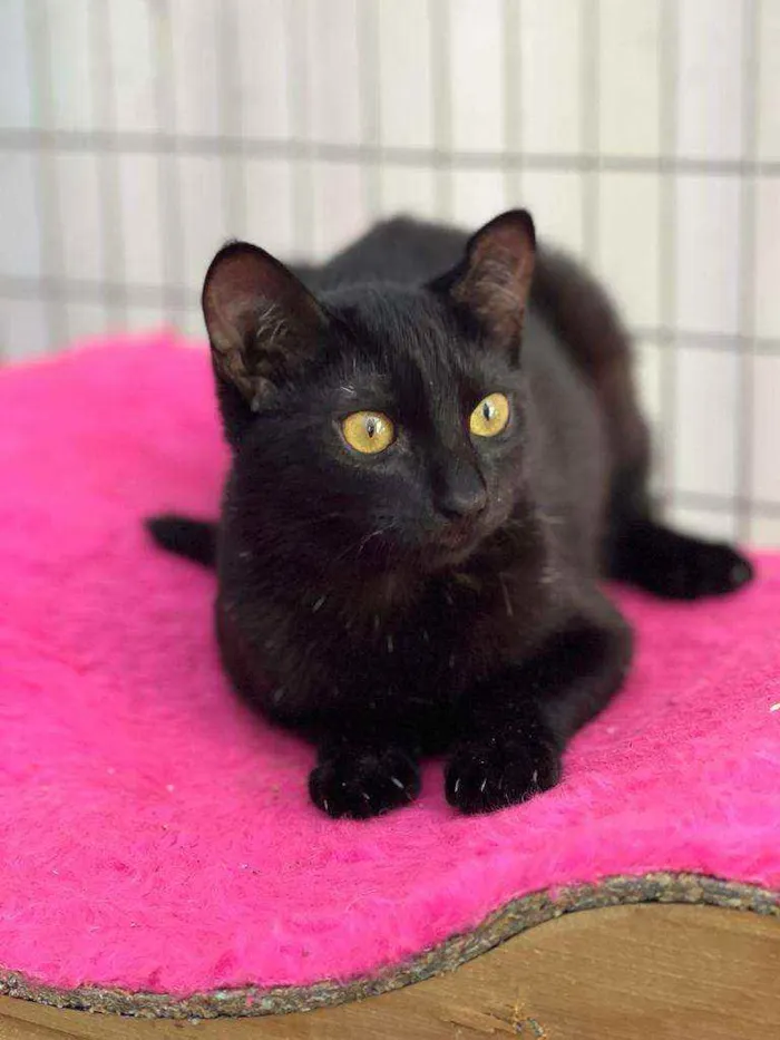 Gato raça SRD idade 2 a 6 meses nome Twin