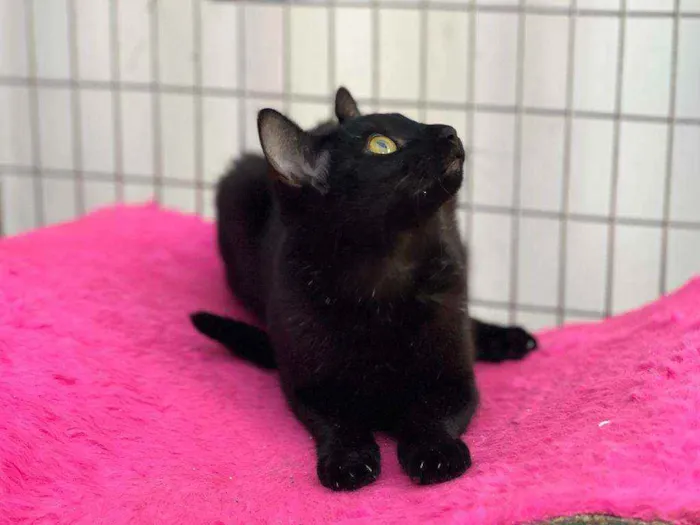 Gato raça SRD idade 2 a 6 meses nome Twin