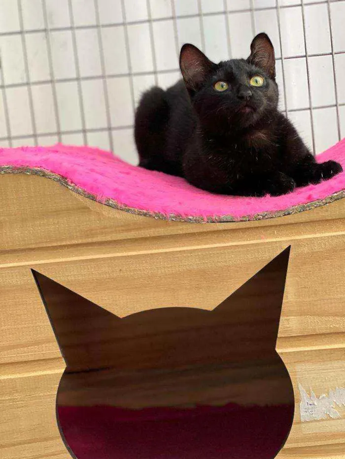 Gato raça SRD idade 2 a 6 meses nome Twin