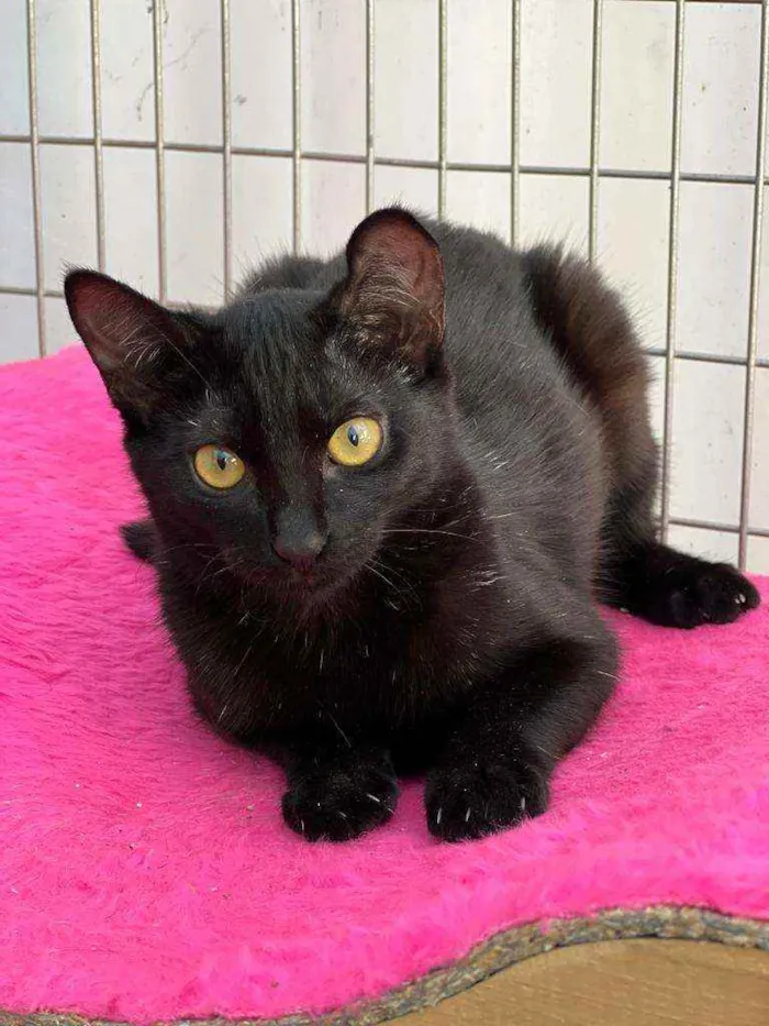 Gato raça SRD idade 2 a 6 meses nome Twin