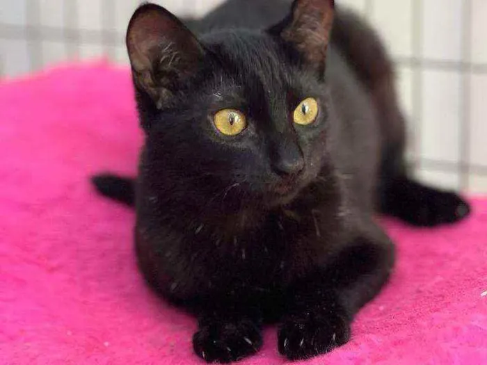 Gato raça SRD idade 2 a 6 meses nome Twin