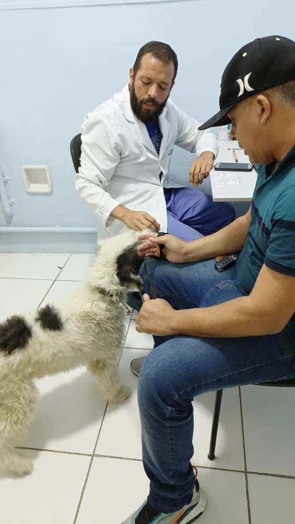 Cachorro ra a Não definida  idade 2 anos nome Jack Sparrow