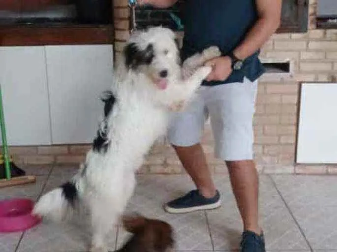 Cachorro ra a Não definida  idade 2 anos nome Jack Sparrow