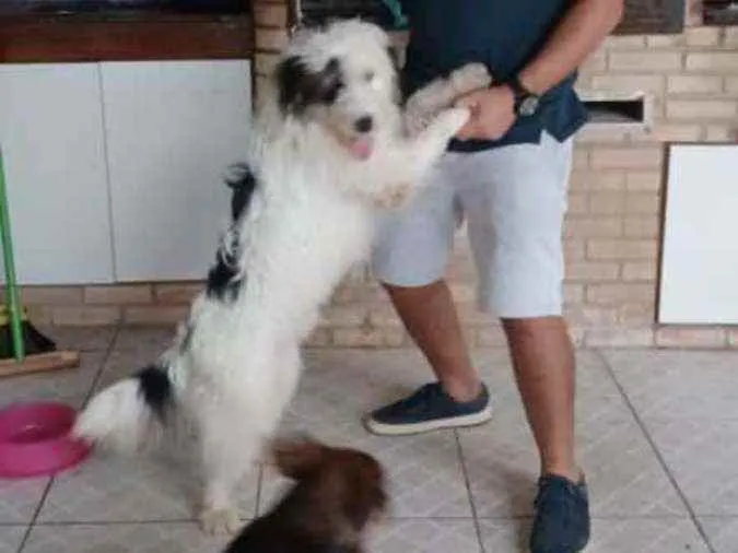 Cachorro ra a Não definida  idade 2 anos nome Jack Sparrow