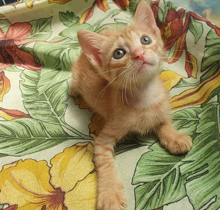 Gato ra a SRD idade 2 a 6 meses nome ....  
