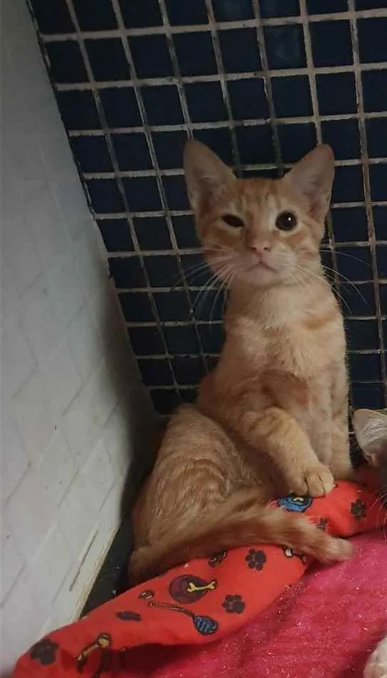 Gato ra a SRD idade 2 a 6 meses nome ....  