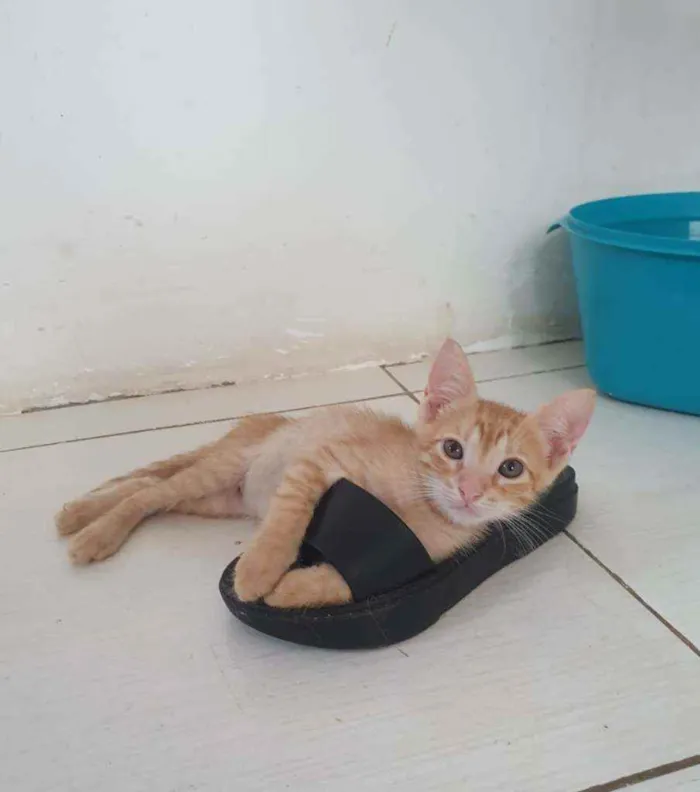 Gato ra a SRD idade 2 a 6 meses nome ....  