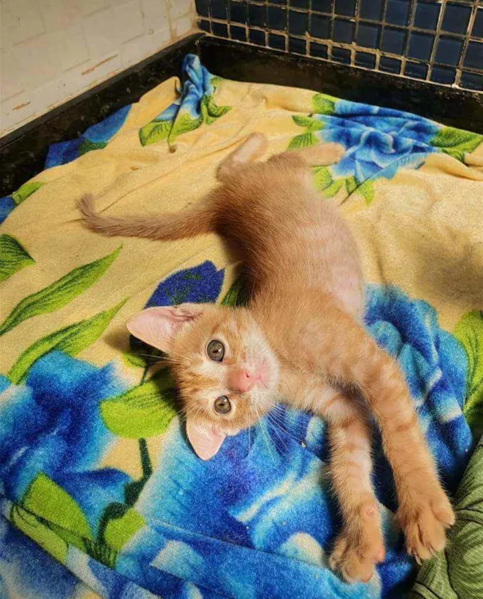 Gato ra a SRD idade 2 a 6 meses nome ....  