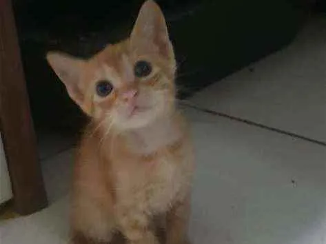 Gato ra a SRD idade 2 a 6 meses nome ....  