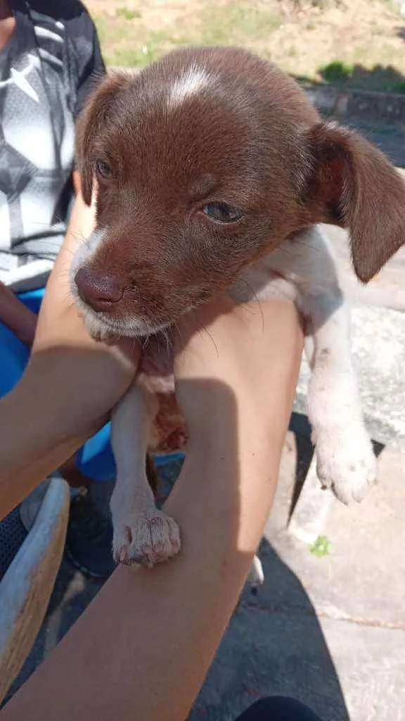 Cachorro raça  idade 2 a 6 meses nome "pequeno"