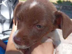 Cachorro raça  idade 2 a 6 meses nome "pequeno"