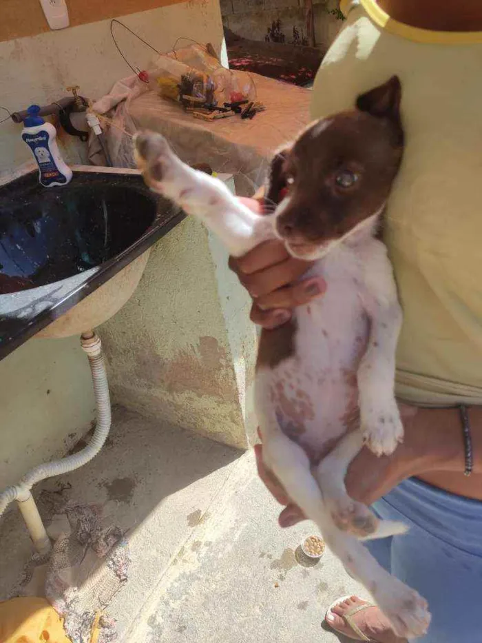 Cachorro raça  idade 2 a 6 meses nome "pequeno"