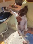 "pequeno"