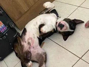 Cachorro raça Bull Terrier  idade 2 anos nome Não sei 