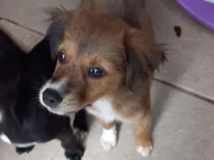 Cachorro raça  idade 2 a 6 meses nome Não sei 