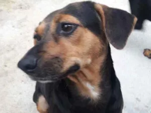 Cachorro raça Srd  idade  nome Laila e luna