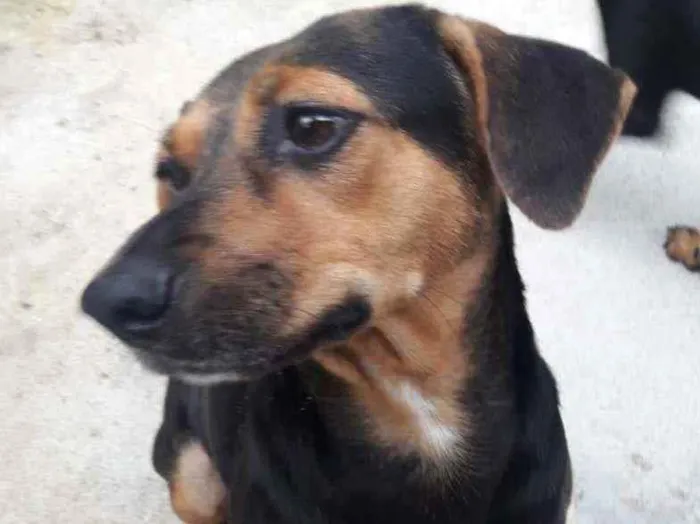 Cachorro ra a Srd  idade  nome Laila e luna