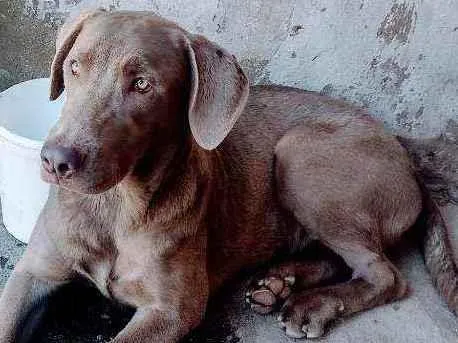 Cachorro raça Weimaraner idade 1 ano nome Fantasma