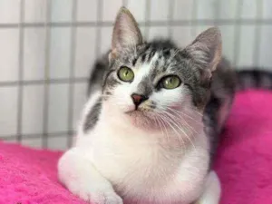 Gato raça SRD idade 2 a 6 meses nome Dom
