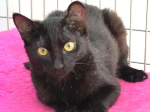 Gato raça SRD idade 2 a 6 meses nome Twin