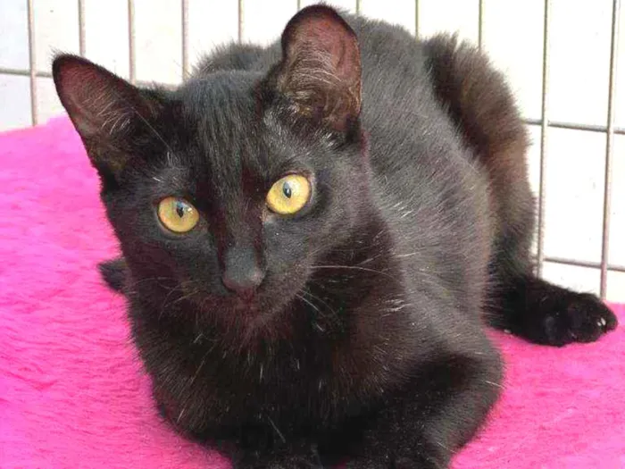 Gato raça SRD idade 2 a 6 meses nome Twin